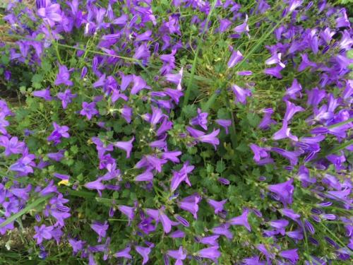fleurs