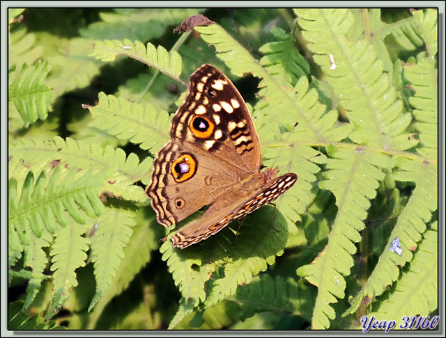 Blog de images-du-pays-des-ours : Images du Pays des Ours (et d'ailleurs ...), Papillon recto/verso - Parc National de Chitwan - Teraï - Népal
