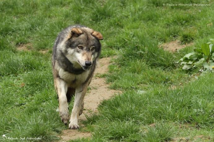 Loup gris - Canis lupus Linnaeus 1758