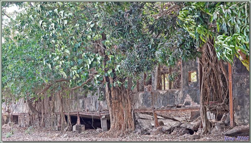 Errance dans les rues surchauffées de Bolama - Ile de Bolama - Bijagos - Guinée Bissau