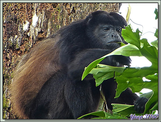 Blog de images-du-pays-des-ours : Images du Pays des Ours (et d'ailleurs ...), Singe Hurleur - Playa Cocles - Parc National de Cahuita - Puerto Viejo de Talamanca - Costa Rica