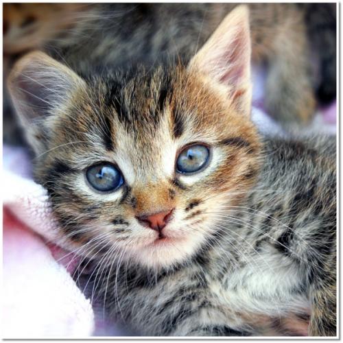 Parabole d'un curé de campagne Fariboles 1