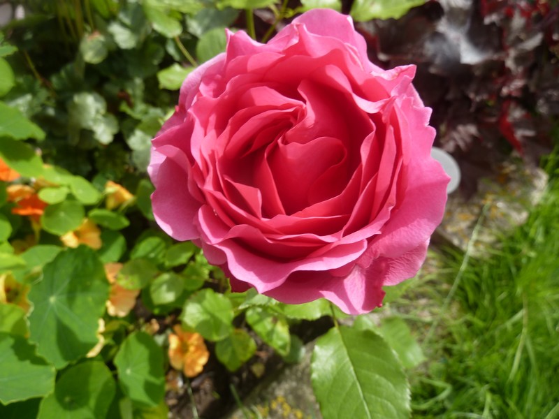 La vie en "roses" ...