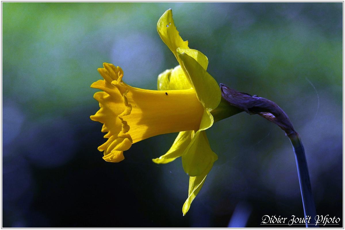 Narcisse (2) - Narcissus