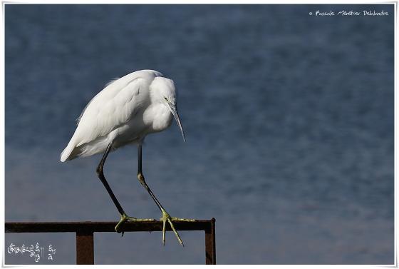 Aigrette garzette - Egretta garzetta - Little Egret