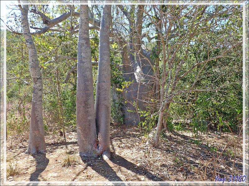 19/09/2022 : vers le Baobab "patrimoine national",  à l'inscription bicentenaire "H.M.C. Mermaid 1820" - Baie de Careening - Kimberley - Australie