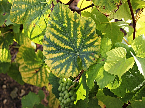 Le club-photo dans les vignes...