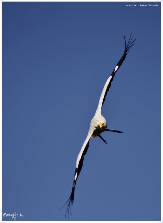 Vautour percnoptère - Neophron percnopterus - Egyptian Vulture