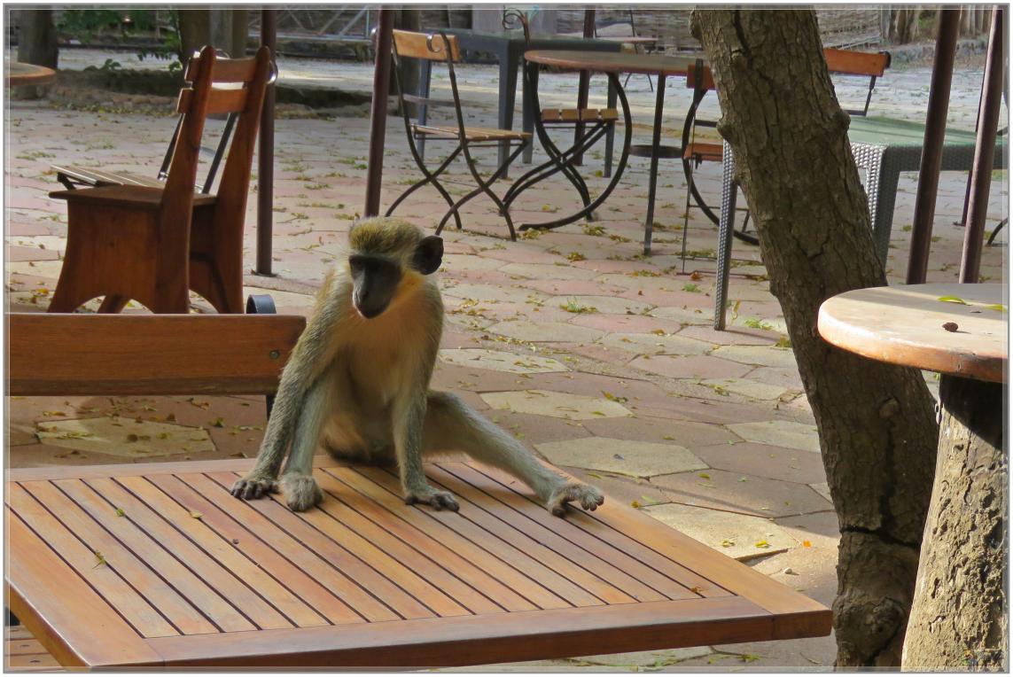 BOUJOUR  LES  SINGES  nov2023