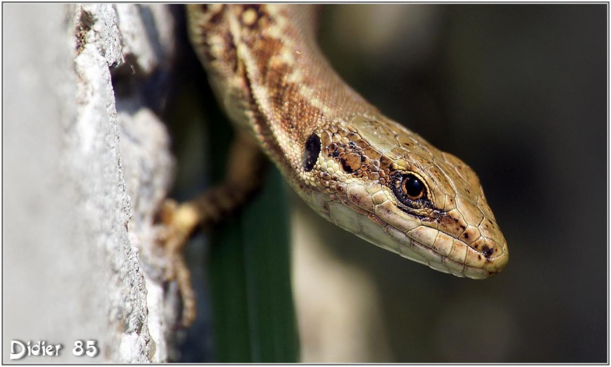 Lézard des Murailles (1) - Podarcis muralis