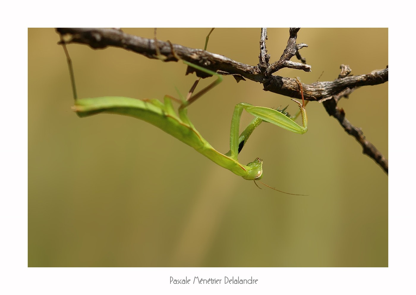 Mante religieuse forme verte immature - Mantis religiosa