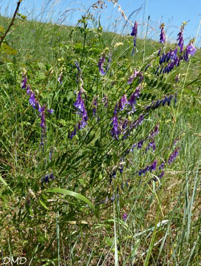 Vicia villosa subsp. varia  -  vesce bigarée