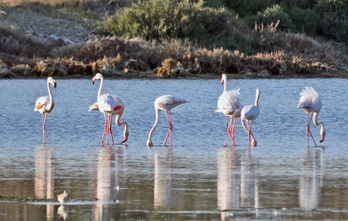 Les flamants...