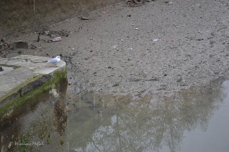 Grand nettoyage du Canal Saint-Martin ... suite