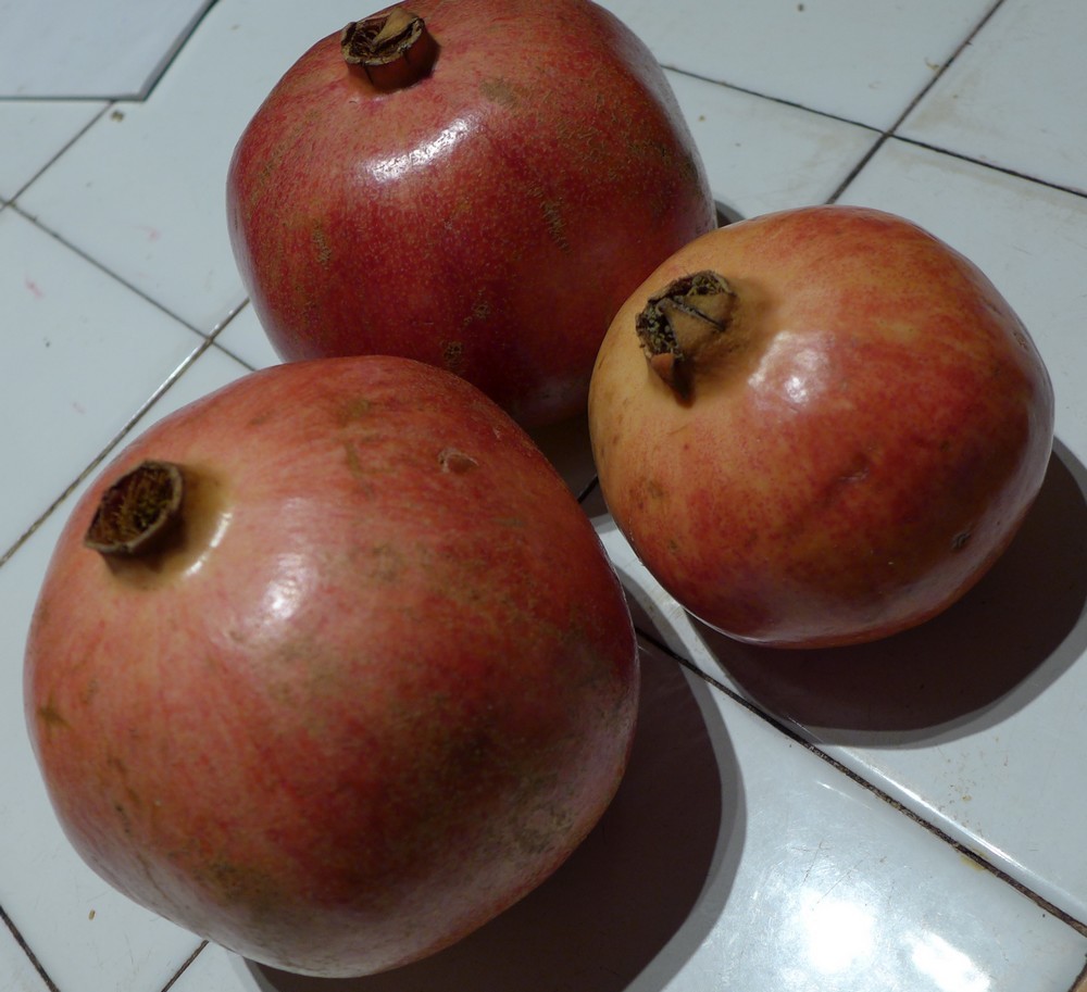 Maouss grenades (fruits) !