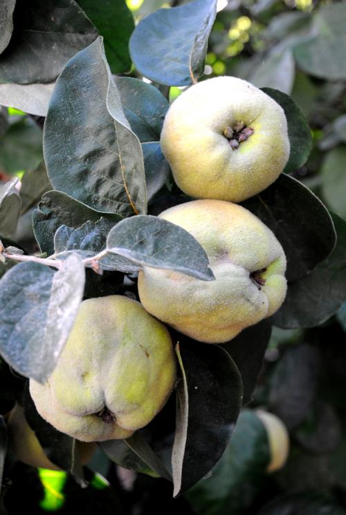 Arbre fruitier : Cognassier