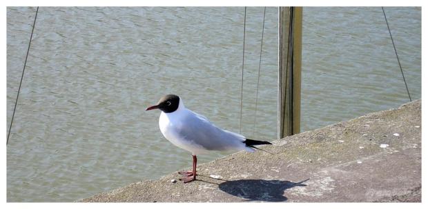 La mouette 