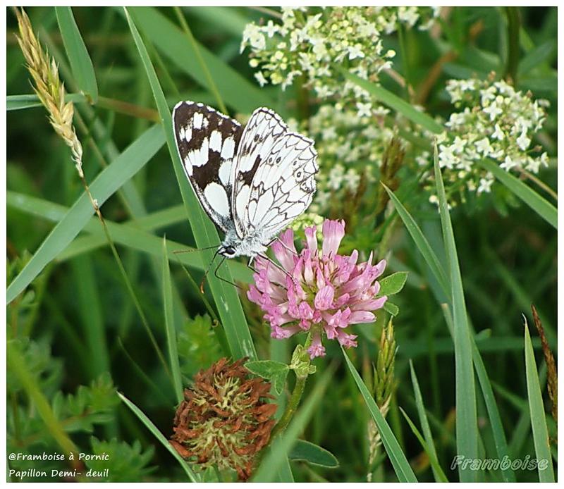 Papillon Demi-deuil - 2016