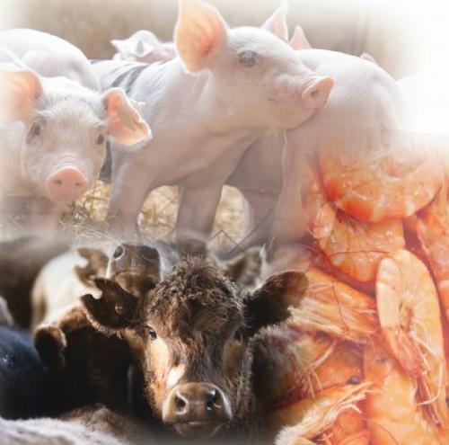 Crevettes, porcs et bœufs vaccinés à l’ARNm : danger !