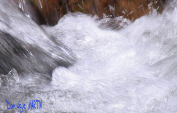 LES EMANANTS ANIMAUX 2