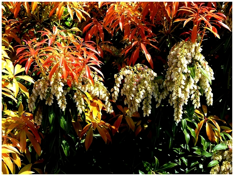 Metz / Loin de janvier le temps des fleurs...