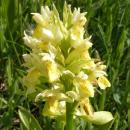 Index illustré orchidées