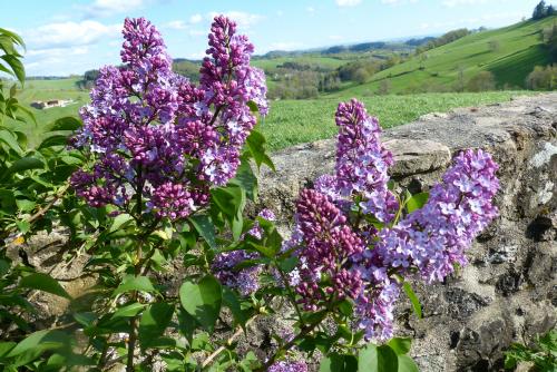 Lilas :