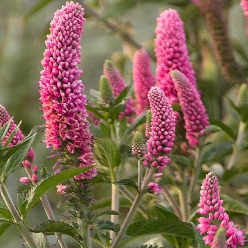 Fleurs cultivées : Véronique