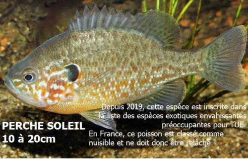 TOP4 des poissons présents en Eure & Loir