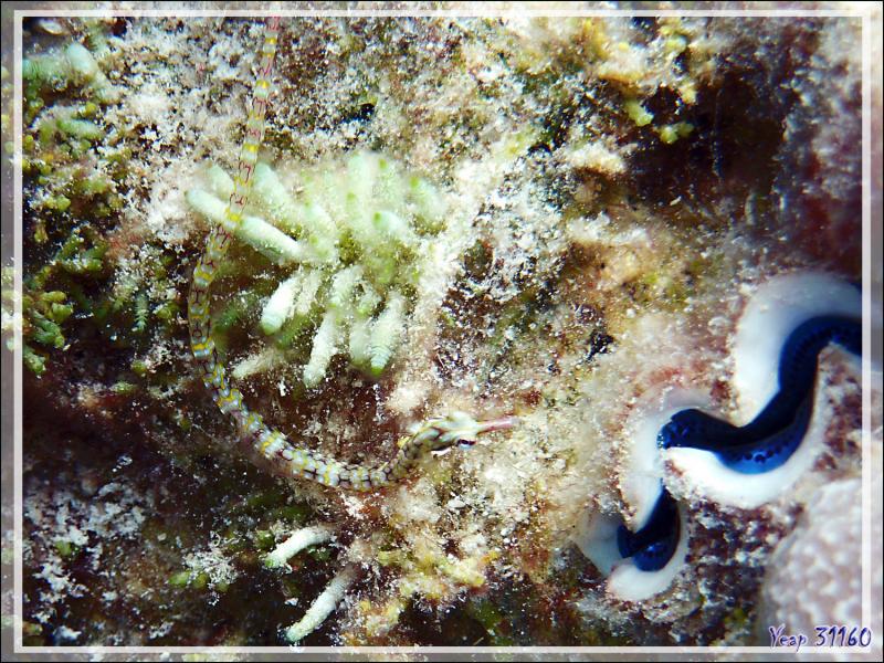 Syngnathe réticulé ou Poisson-aiguille cerclé de jaune, Reticulated pipefish or Yellowbanded pipefish (Corythoichthys conspicillatus) - Atoll de Fakarava - Tuamotu - Polynésie française