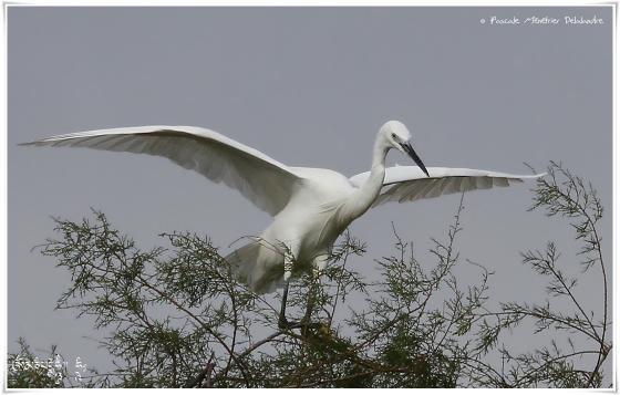 Aigrette garzette - Egretta garzetta - Little Egret 