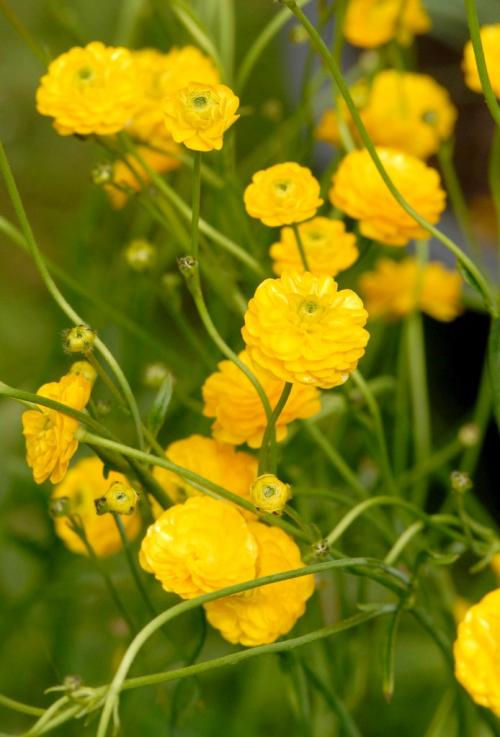 Fleurs cultivées : Renoncule