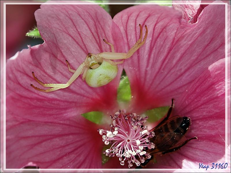 Le changement de couleur de l'Araignée crabe Thomise variable (jaune à l'origine) - Lartigau - Milhas - 31