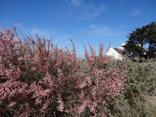Les tamaris du bord de mer sur le ciel bleu