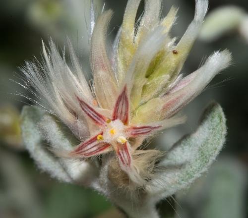 Fleurs cultivées : Ptilotus