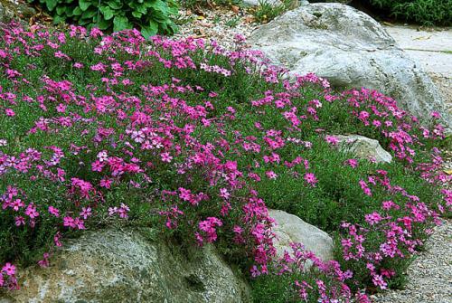 Fleurs cultivées : Phlox
