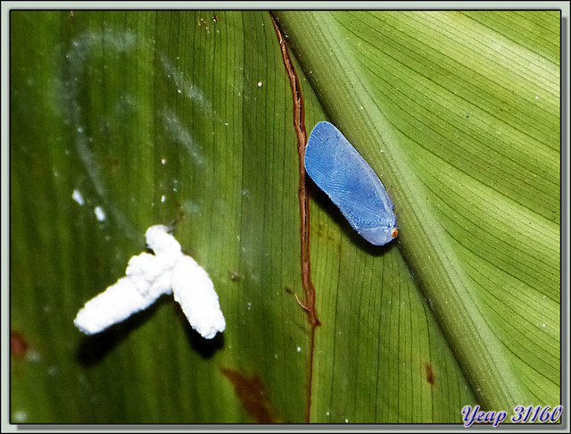 Blog de images-du-pays-des-ours : Images du Pays des Ours (et d'ailleurs ...), Cicadelle bleue - Puerto Viejo de Sarapiqui - Costa Rica