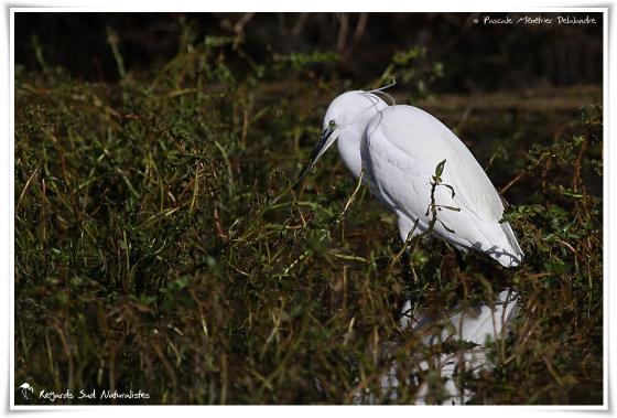 Aigrette garzette