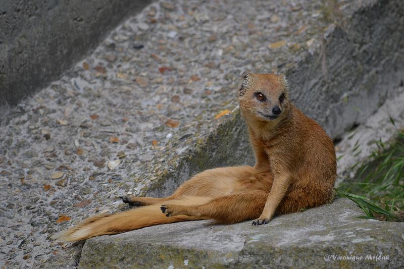 Ménagerie du Jardin des Plantes : La Mangouste jaune ou Mangouste fauve