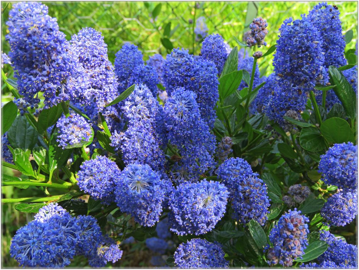 AVANT  LA  NEIGE  QUELQUES  FLEURS 