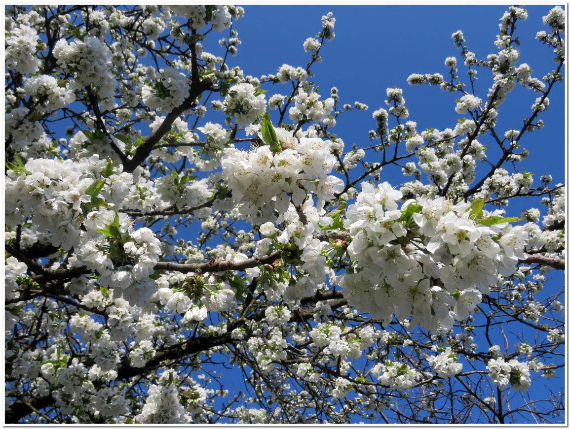  LA DERNIERE NEIGE D'AVRIL 2022