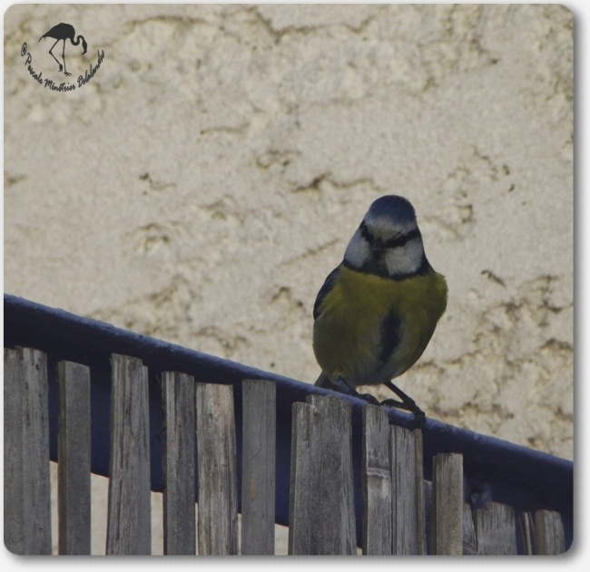 Mésange bleue...
