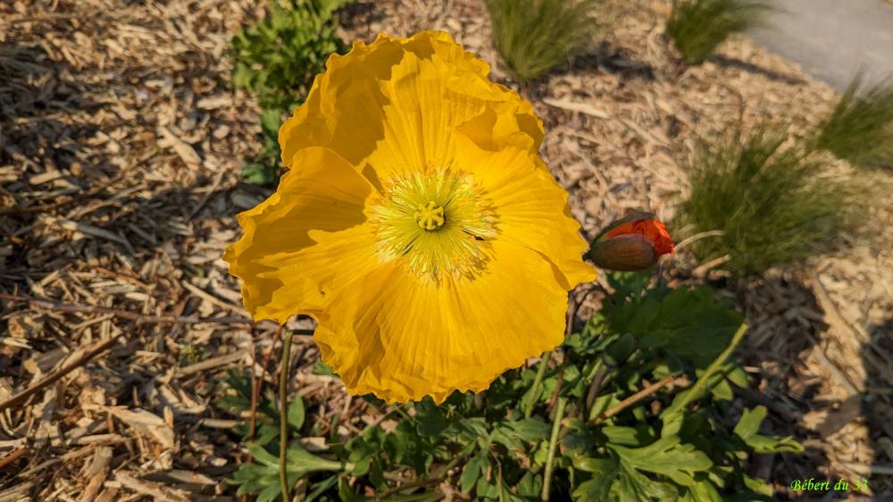 les fleurs du moment