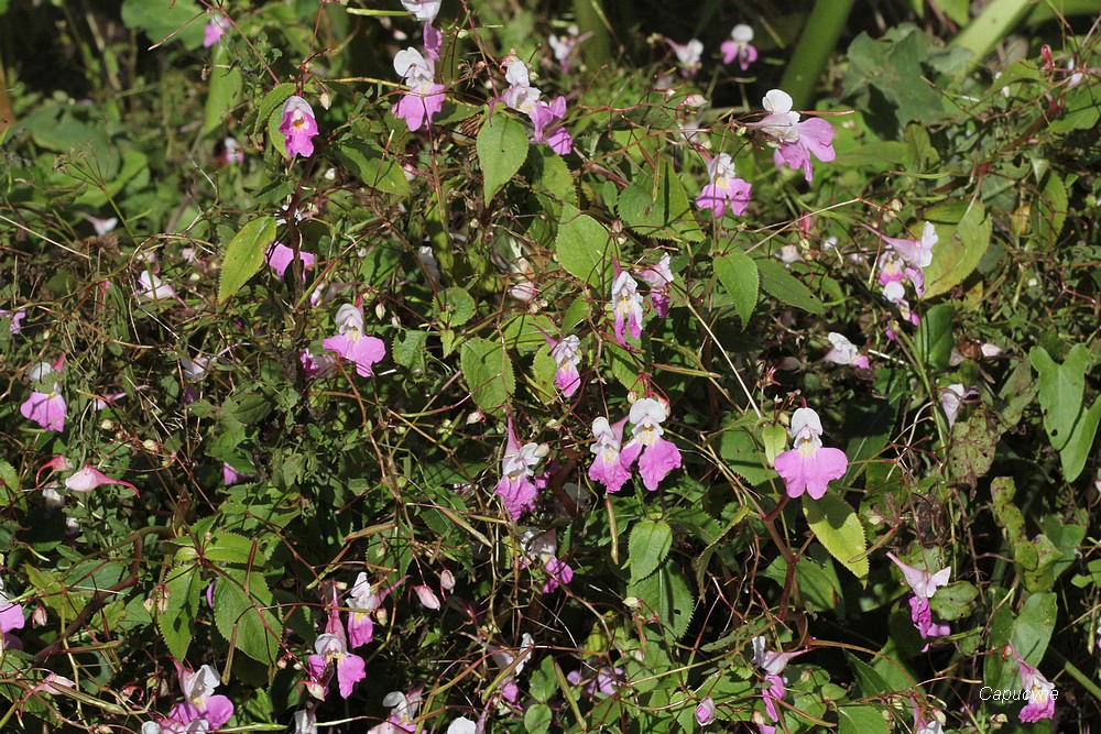 Feu d'artifice d'automne : Balsamines et Asters