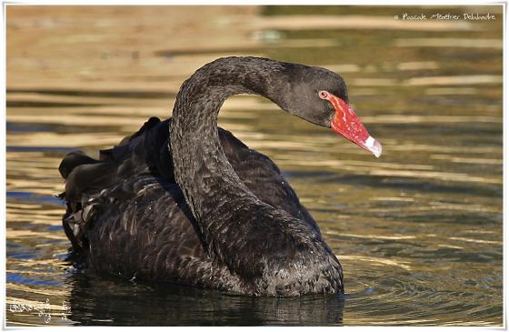 Cygne noir