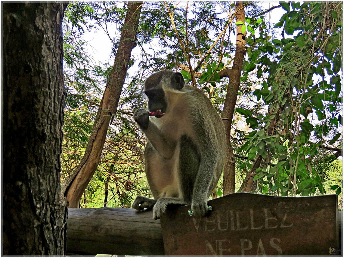 BOUJOUR  LES  SINGES  nov2023