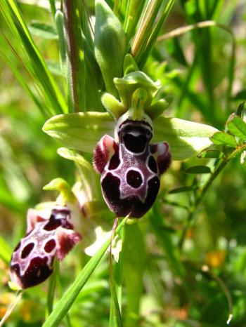 (endemic to cyprus)  ophrys kotschyi -kibris ari orkidesi- kotschy's bee-orchid (15)