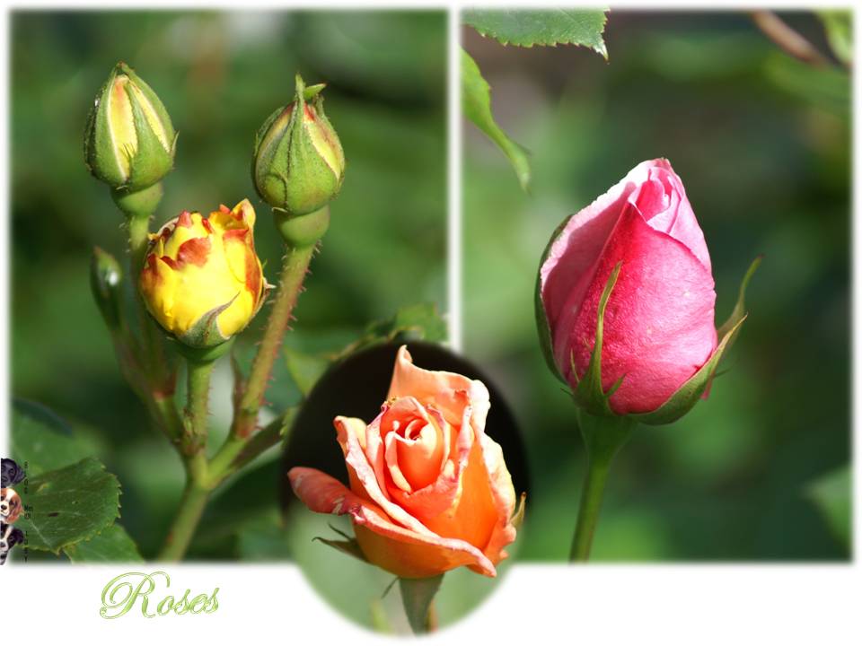 Les premières fleurs de mai 