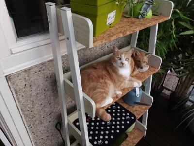 Le coucou du vendredi, haïku, senryû, thème "nos frères animaux"...