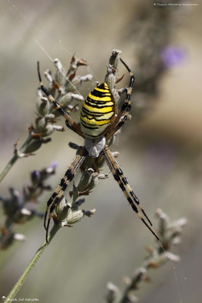 Epeire fasciée (Argiope bruennichi)